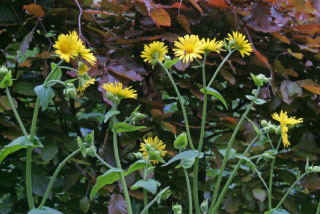 Doronicum pardalianches Hartbladzonnebloem bestellen